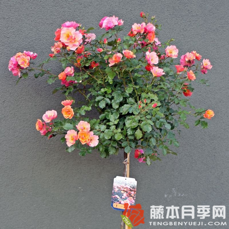 欢快爵士乐 欢快爵士乐