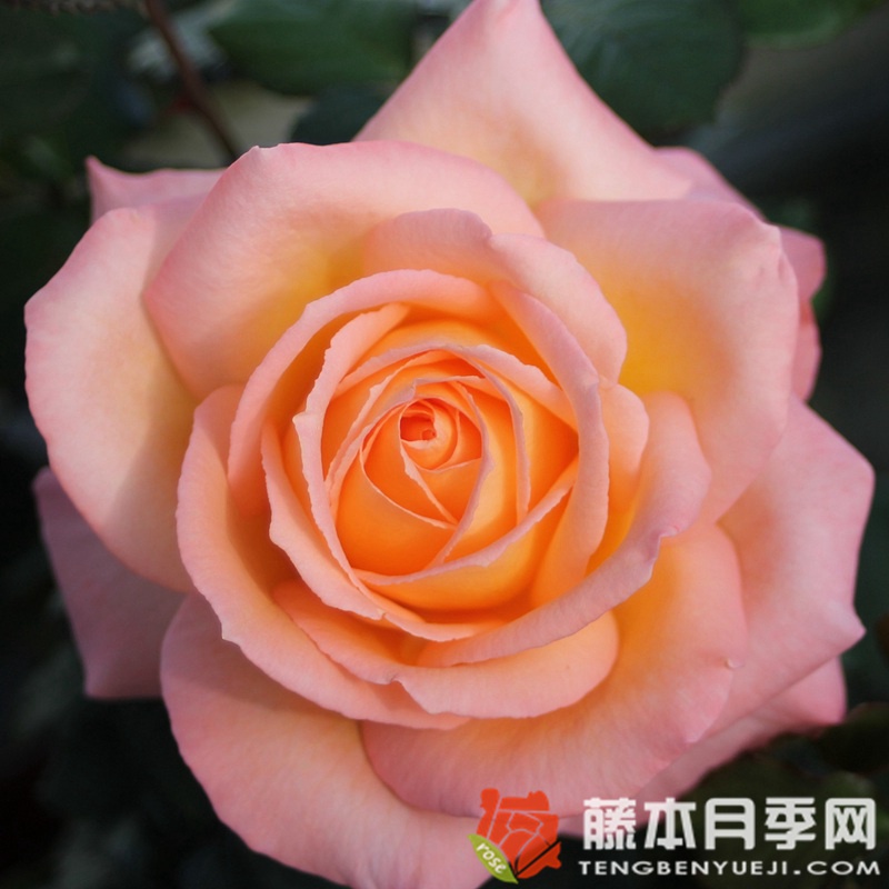 快乐月季 快乐月季