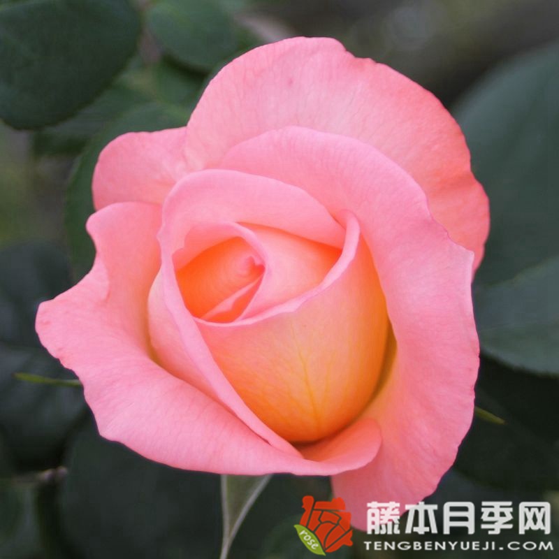 快乐月季 快乐月季