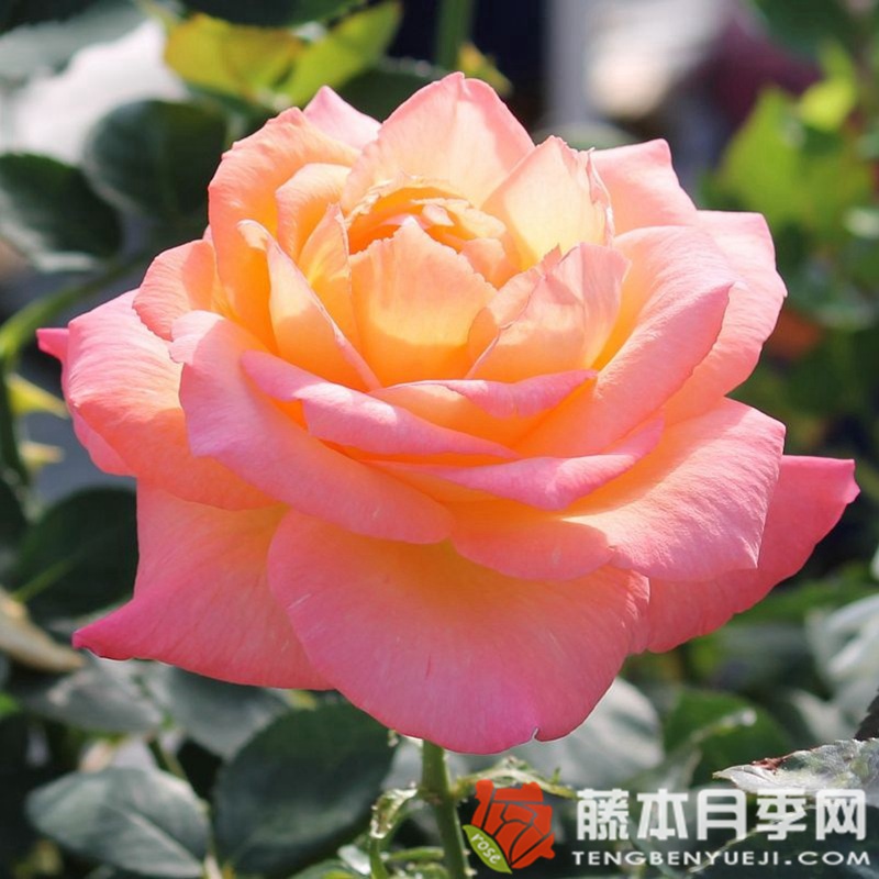 快乐月季 快乐月季