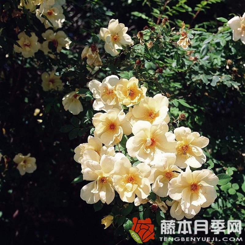 金色的春天 金色的春天