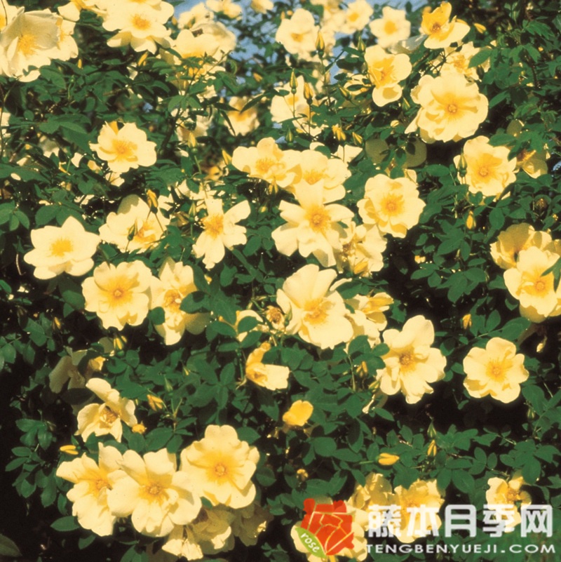 金色的春天 金色的春天