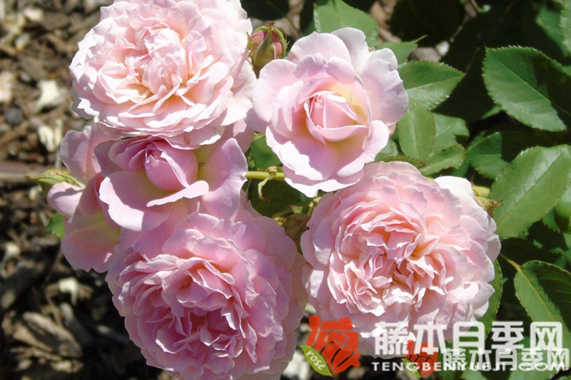 简小姐月季优缺点 简小姐月季优缺点