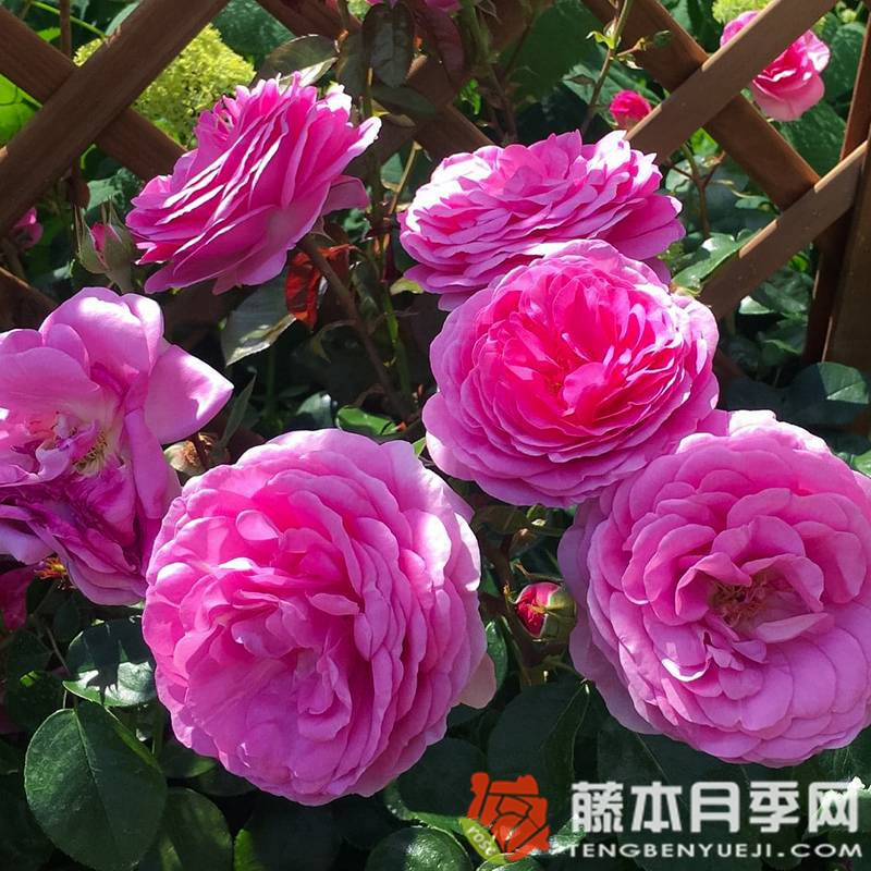 欧子安娜月季优缺点 欧子安娜月季优缺点