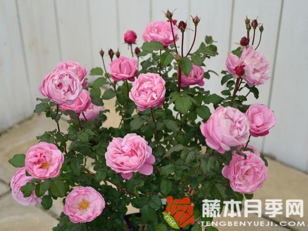 圣奥诺雷月季Saint Honore优缺点 圣奥诺雷月季Saint Honore优缺点
