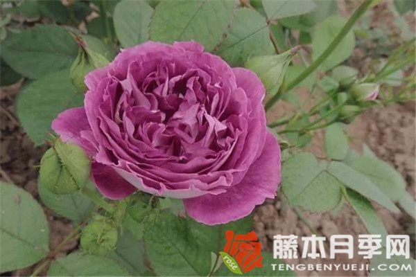哈德斯菲尔德合唱团月季优缺点 哈德斯菲尔德合唱团月季优缺点
