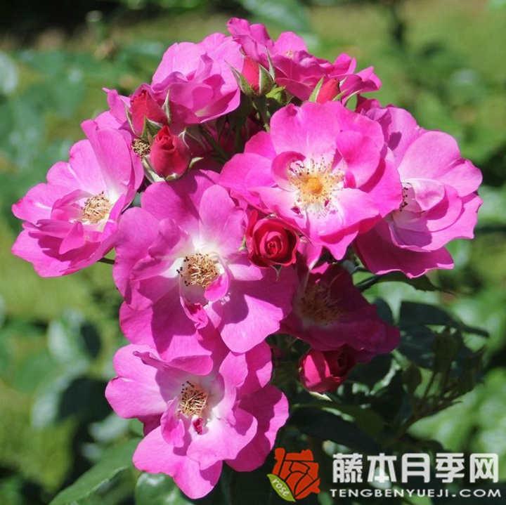 思水宝月季 思水宝月季