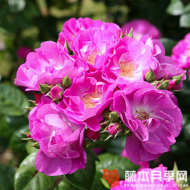 思水宝月季 思水宝月季