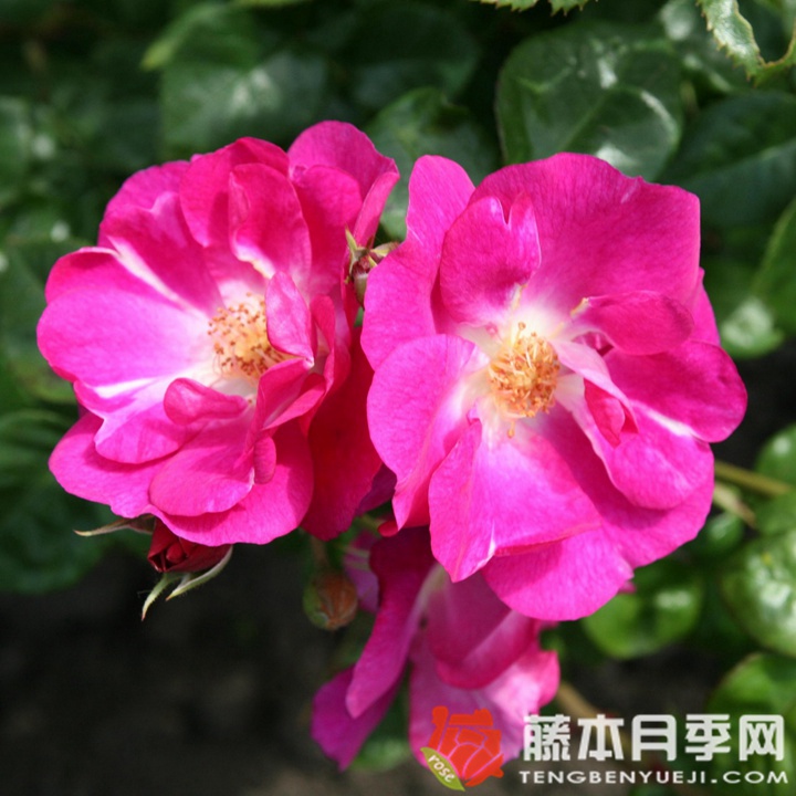思水宝月季 思水宝月季