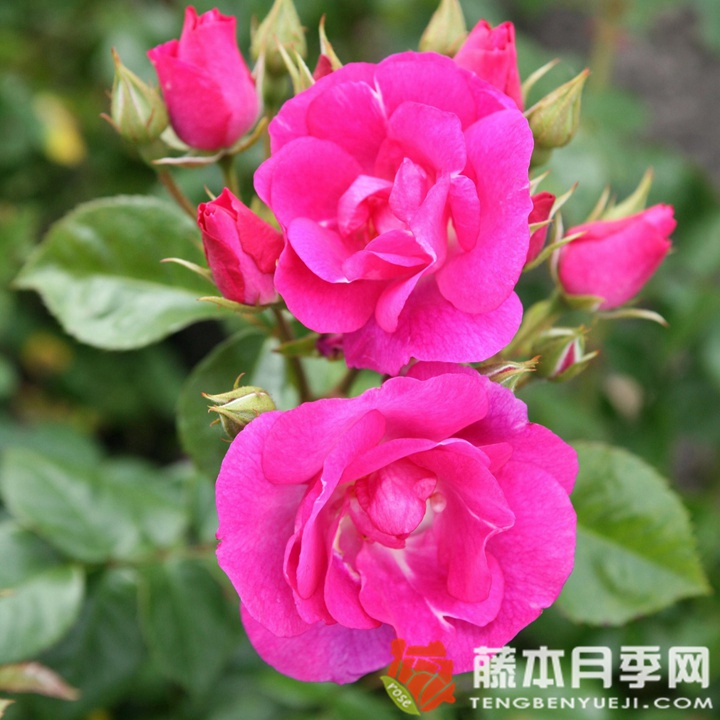 思水宝月季 思水宝月季