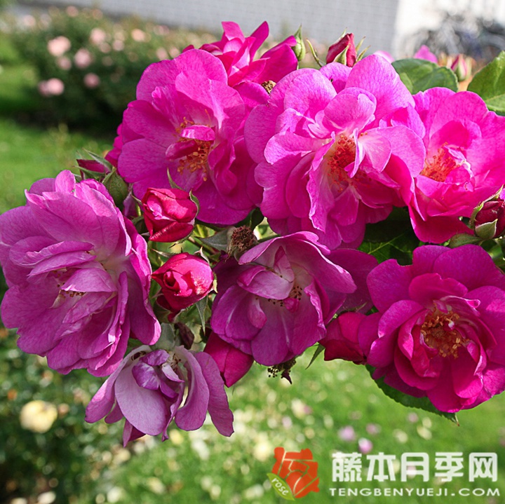 思水宝月季 思水宝月季