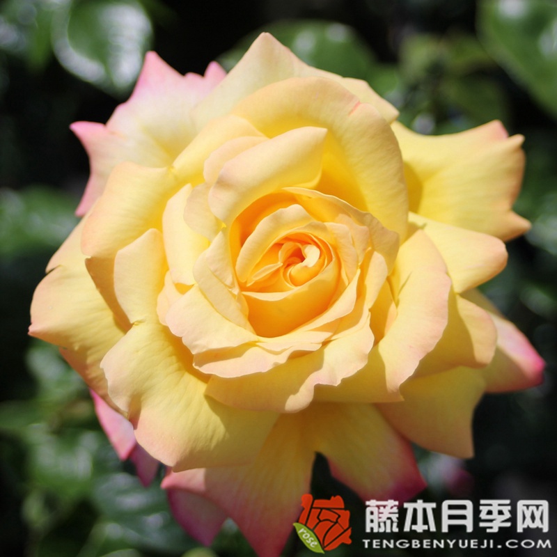 和平 和平