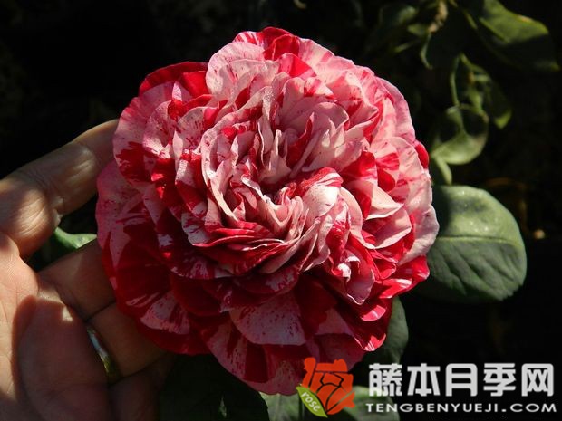 树莓条纹月季优缺点 树莓条纹月季优缺点