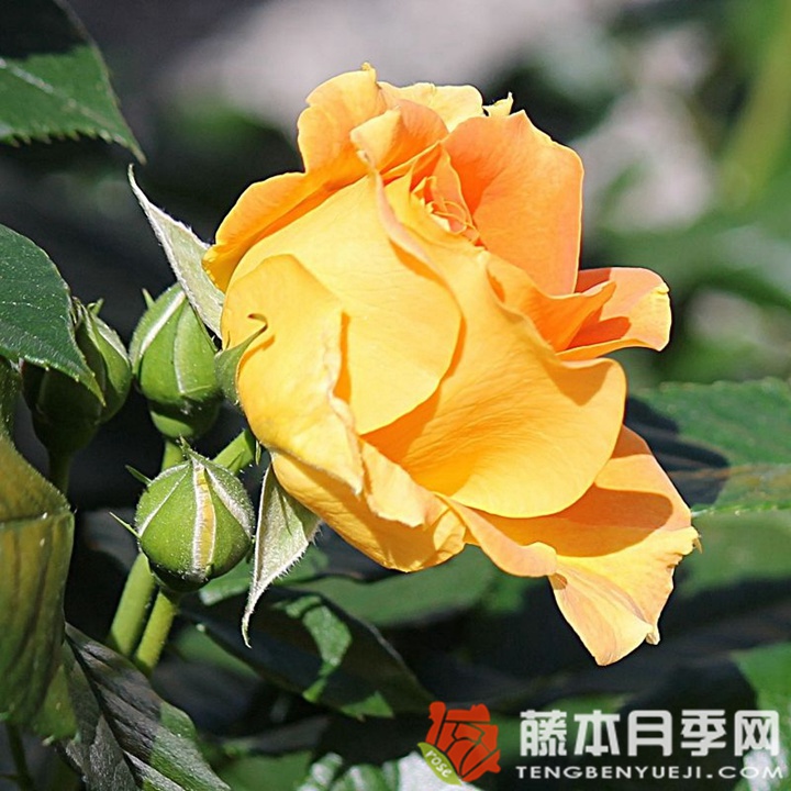 金埃尔莎月季 金埃尔莎月季