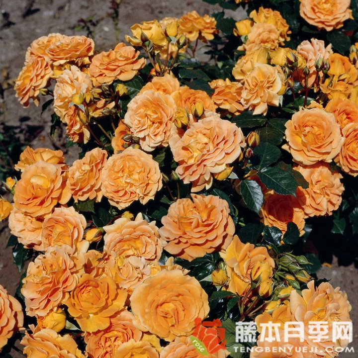 金埃尔莎月季 金埃尔莎月季