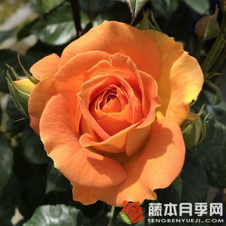 金埃尔莎月季 金埃尔莎月季