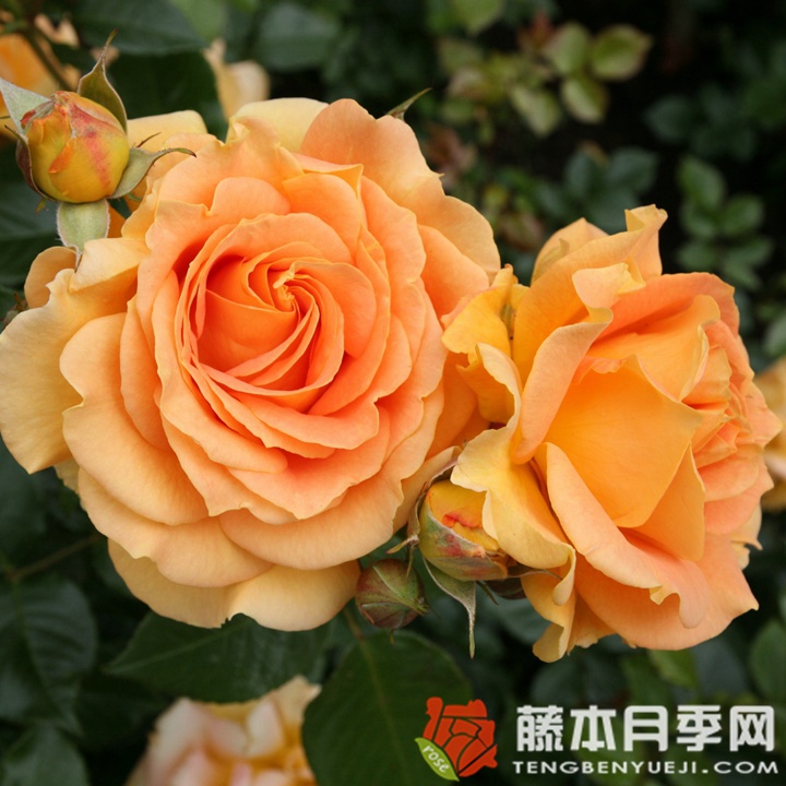 金埃尔莎月季 金埃尔莎月季