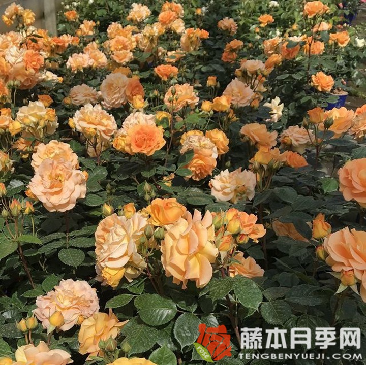 金埃尔莎月季 金埃尔莎月季