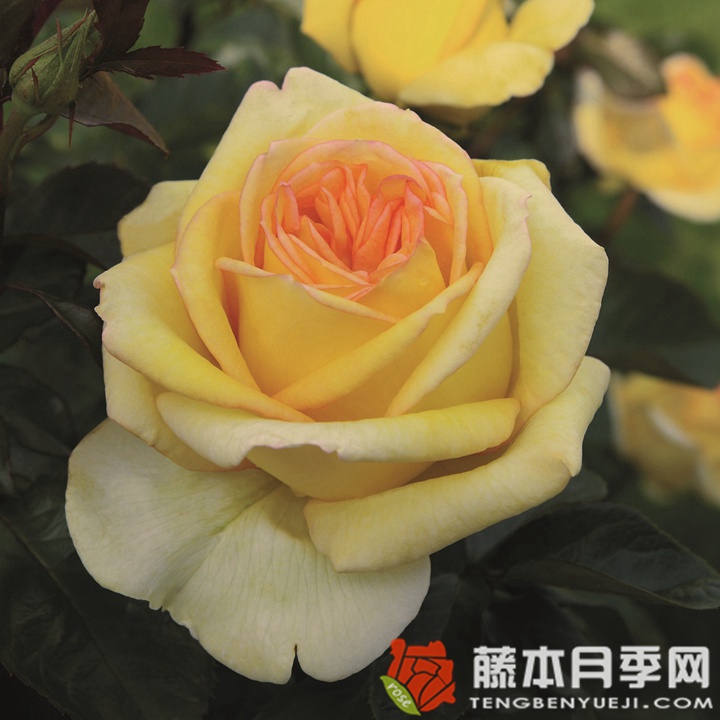 黄金塔 黄金塔