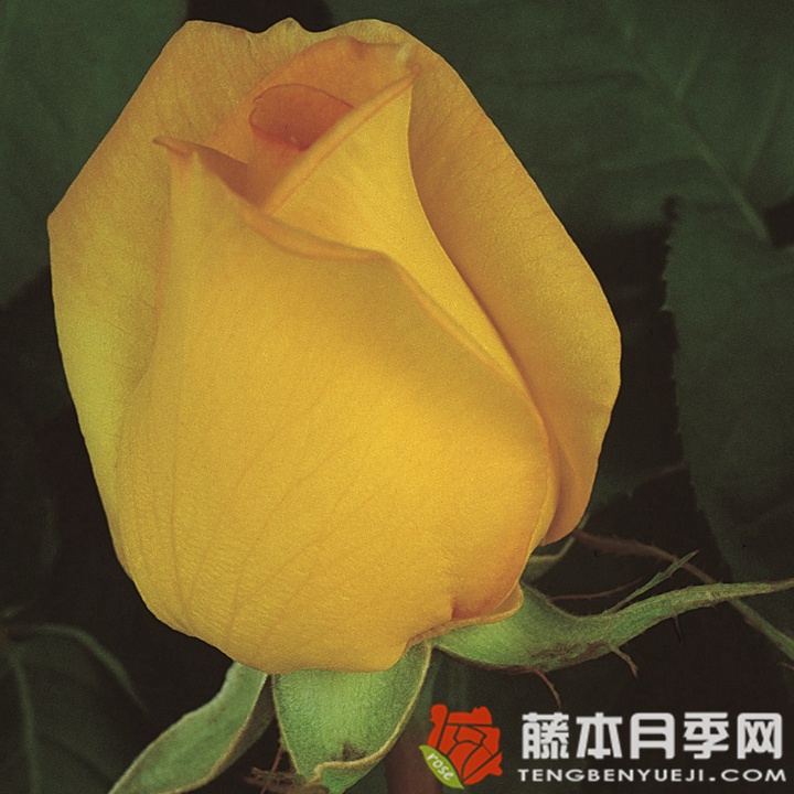 黄金塔 黄金塔