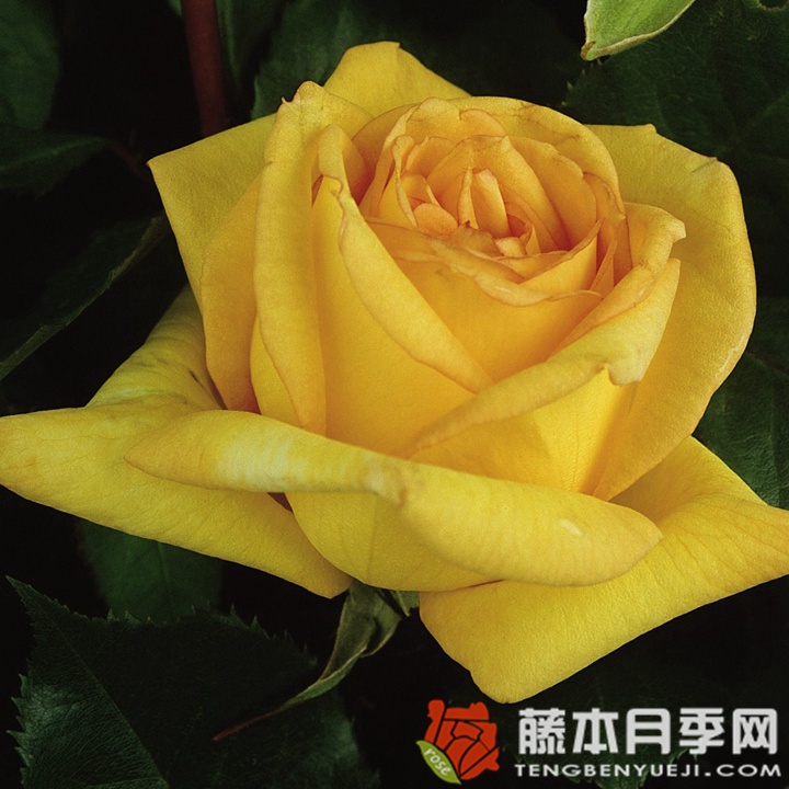 黄金塔 黄金塔