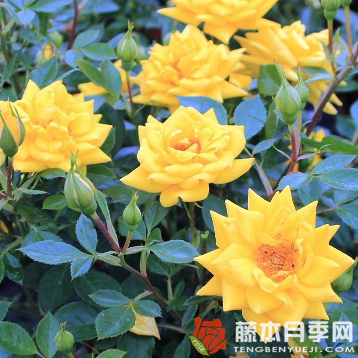 黄金珠宝月季 黄金珠宝月季
