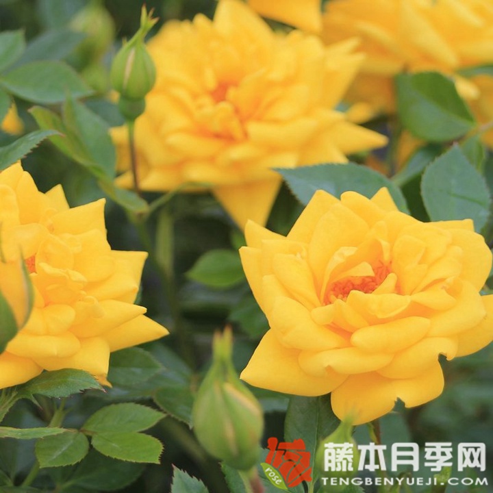 黄金珠宝月季 黄金珠宝月季