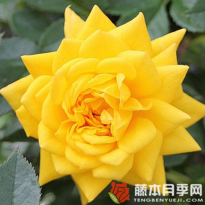黄金珠宝月季 黄金珠宝月季