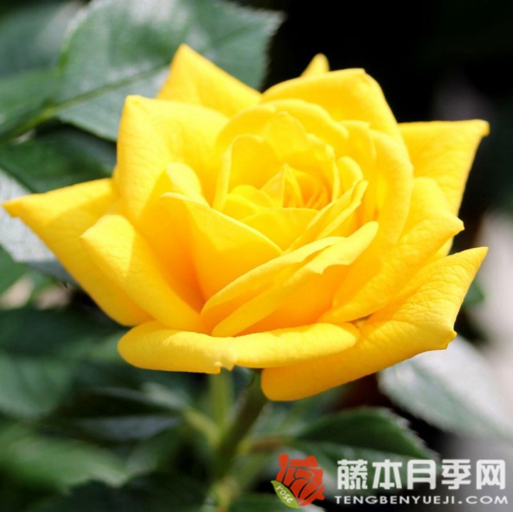 黄金珠宝月季 黄金珠宝月季