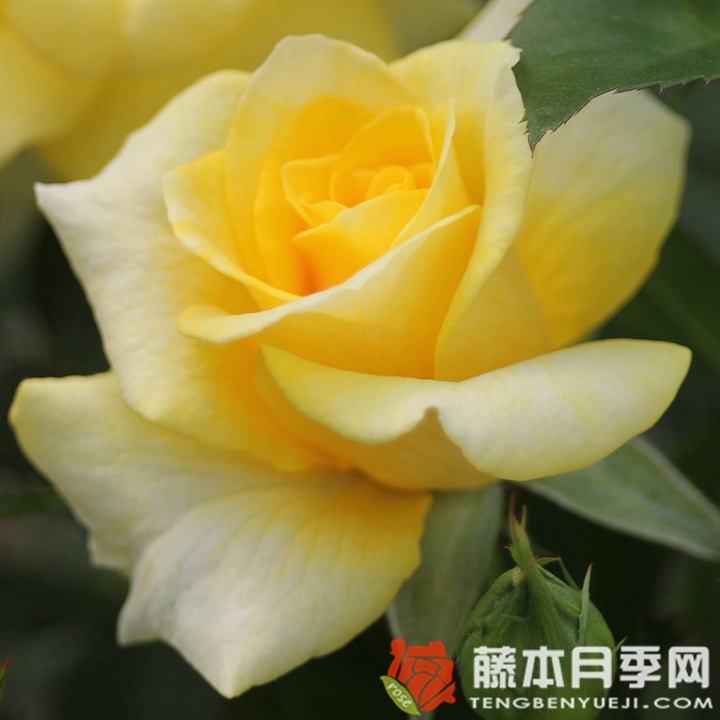 金魁尔月季 金魁尔月季
