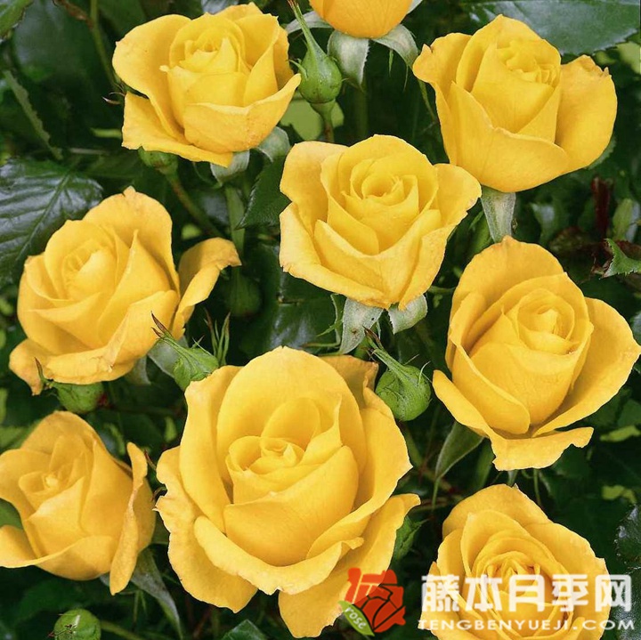 金魁尔月季 金魁尔月季