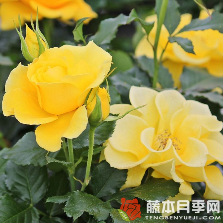 金魁尔月季 金魁尔月季