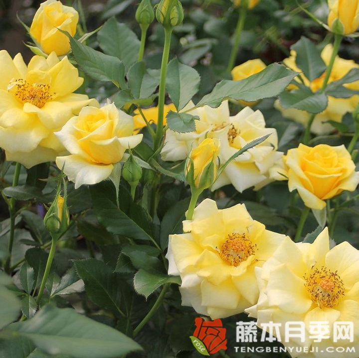 金魁尔月季 金魁尔月季