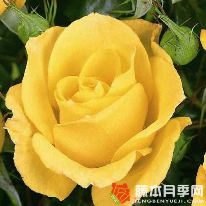 金魁尔月季 金魁尔月季