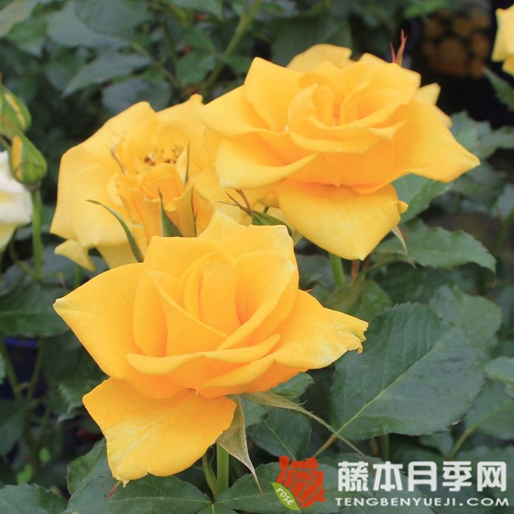 金魁尔月季 金魁尔月季