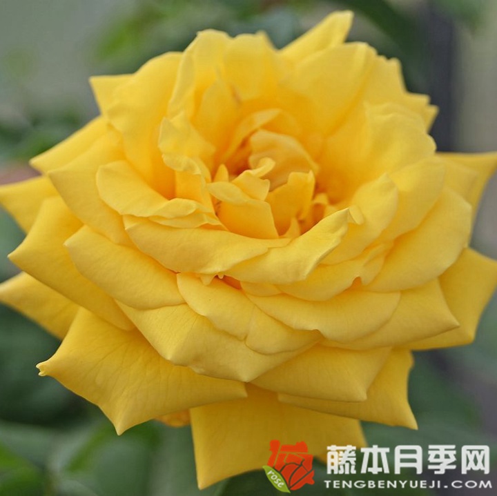 金星月季 金星月季