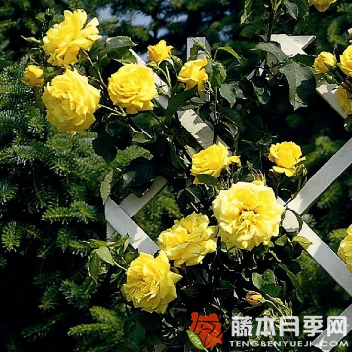 金星月季 金星月季