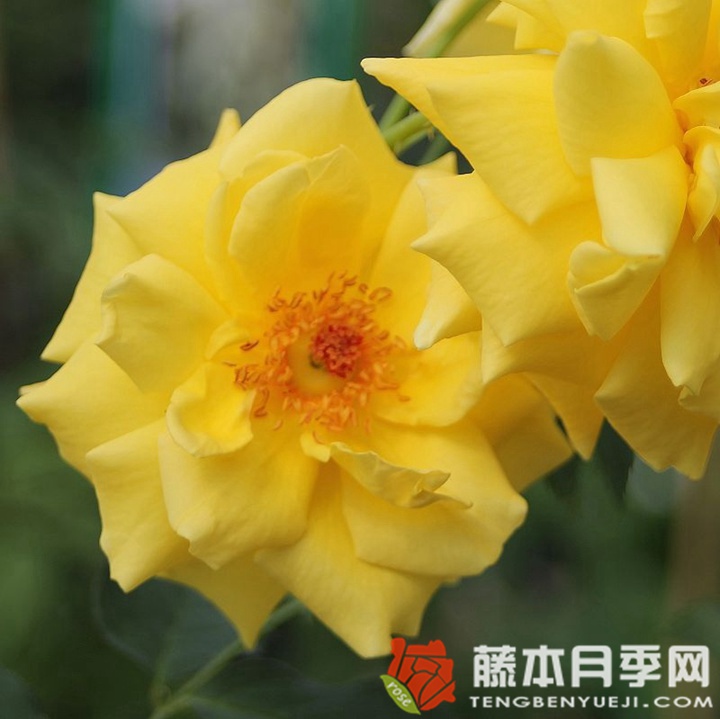 金星月季 金星月季