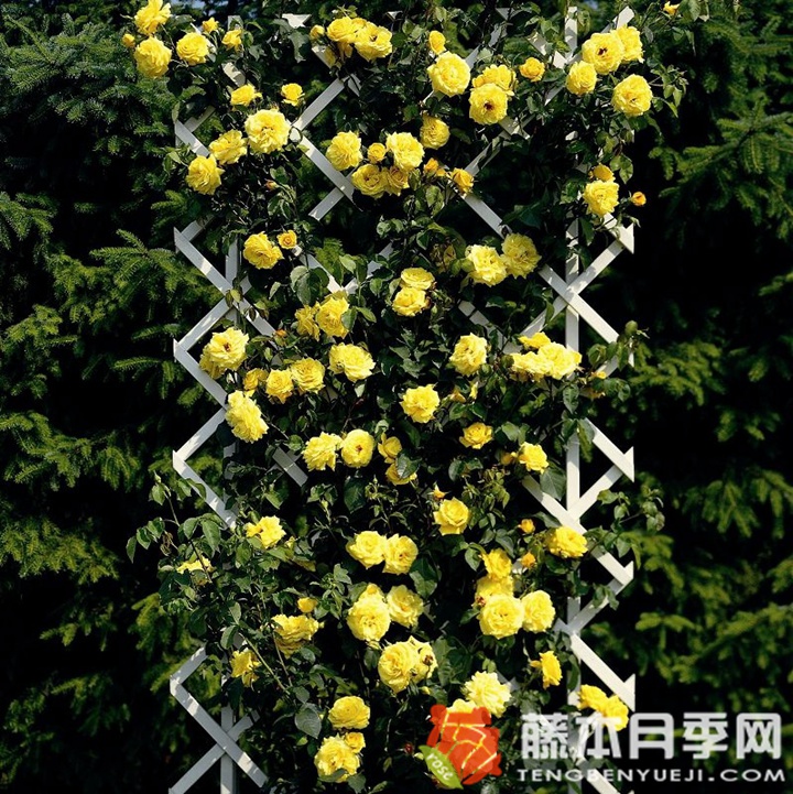 金星月季 金星月季