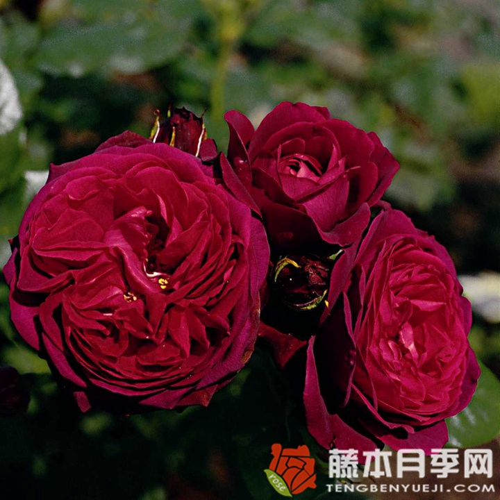 哈登伯格伯爵夫人月季 哈登伯格伯爵夫人月季