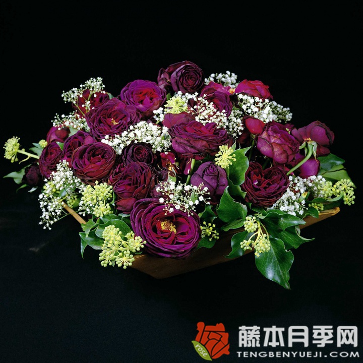 哈登伯格伯爵夫人月季 哈登伯格伯爵夫人月季