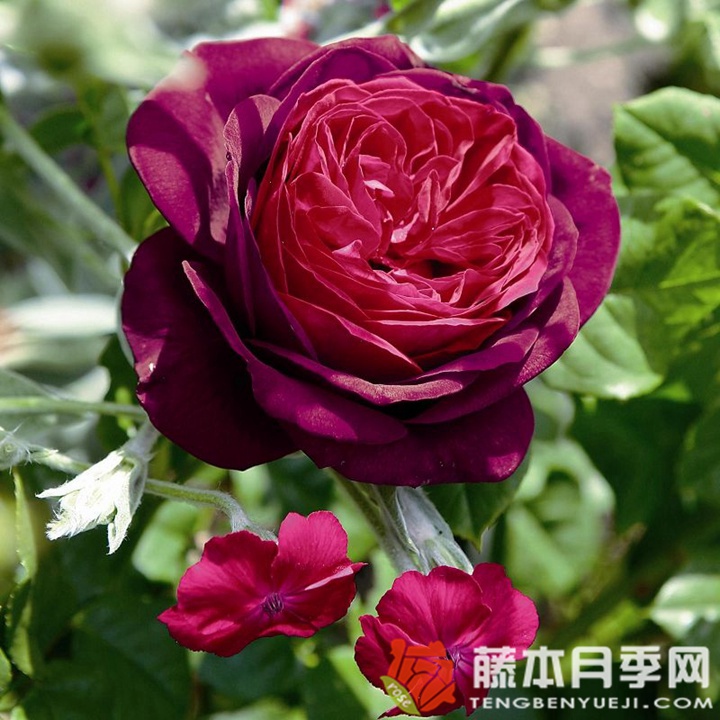 哈登伯格伯爵夫人月季 哈登伯格伯爵夫人月季