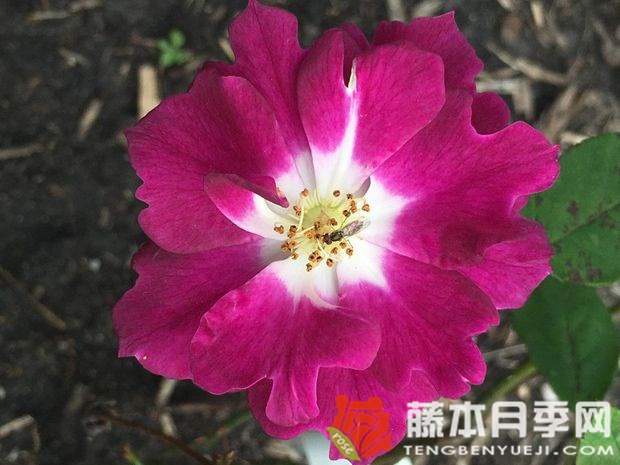 荷叶羽毛月季优缺点 荷叶羽毛月季优缺点