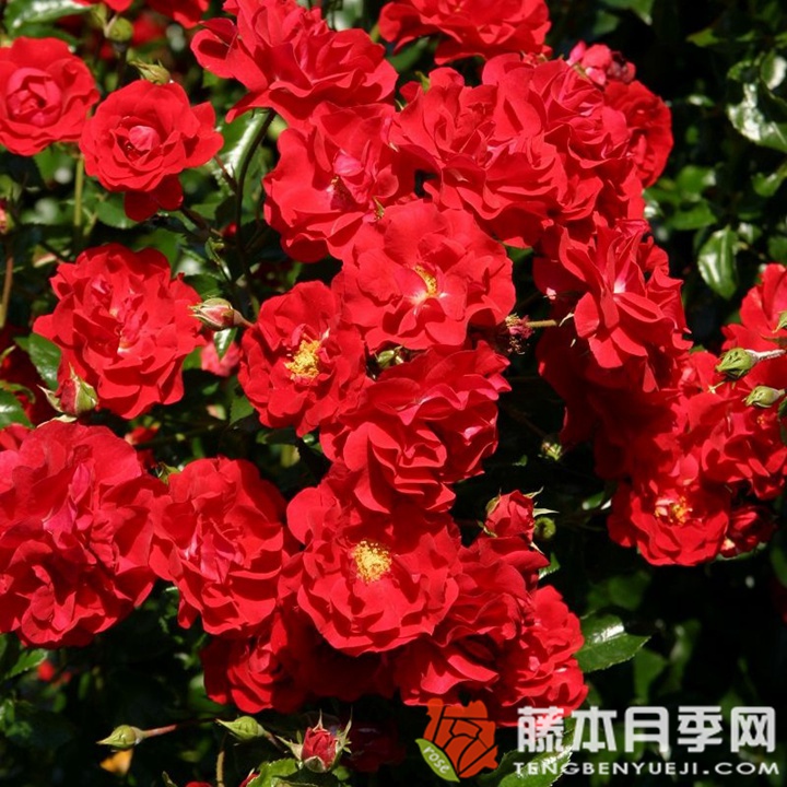 莎莎酱月季 莎莎酱月季