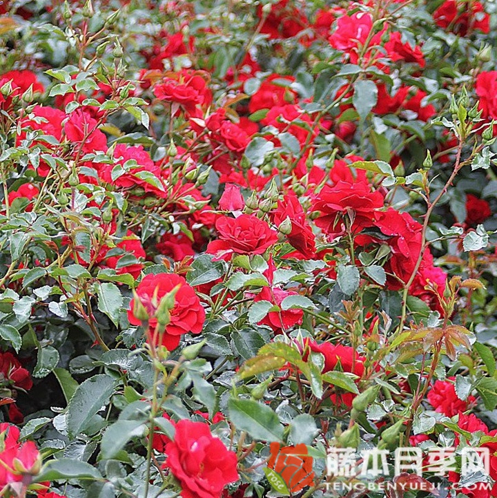 莎莎酱月季 莎莎酱月季