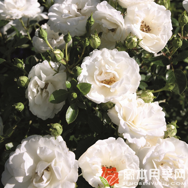 白色樱儿月季 白色樱儿月季