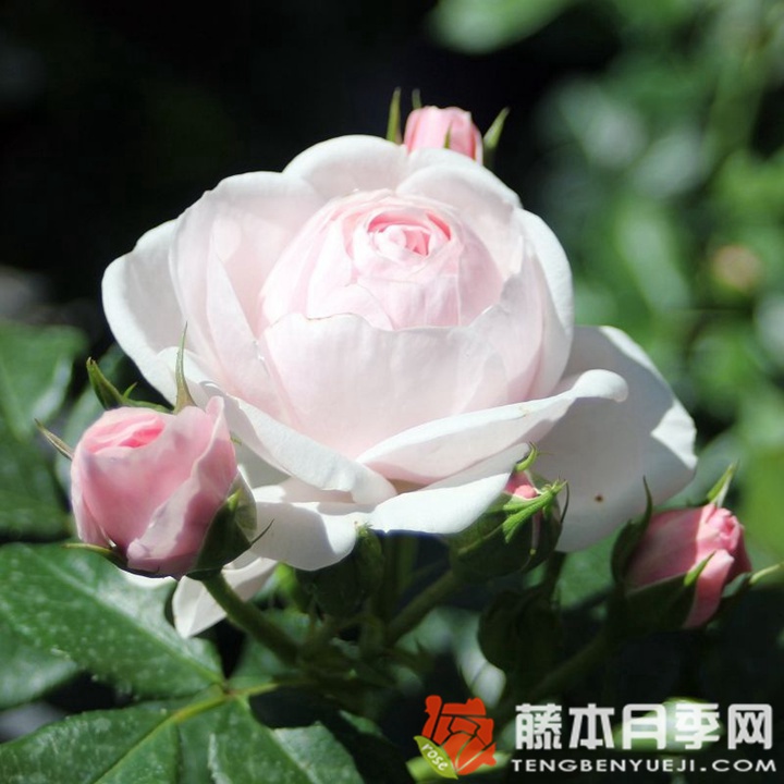 汉斯.戈纳文月季 汉斯.戈纳文月季