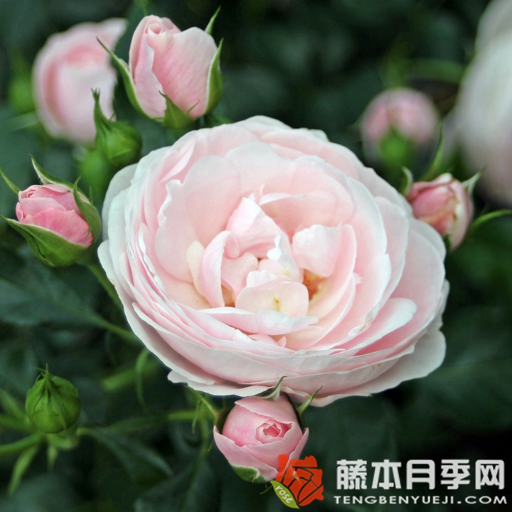 汉斯.戈纳文月季 汉斯.戈纳文月季