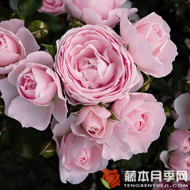 汉斯.戈纳文月季 汉斯.戈纳文月季