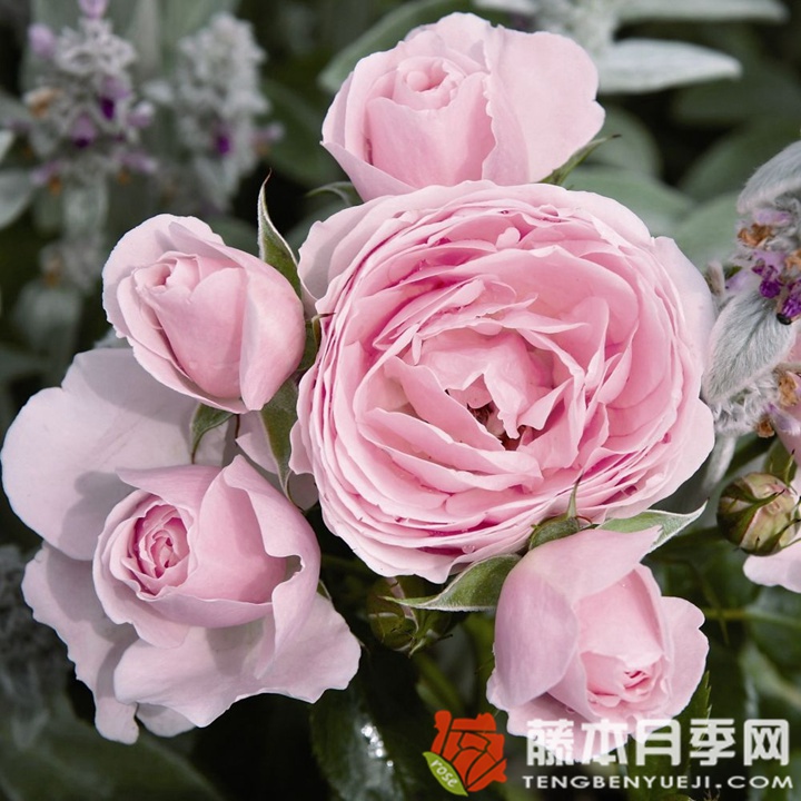 汉斯.戈纳文月季 汉斯.戈纳文月季